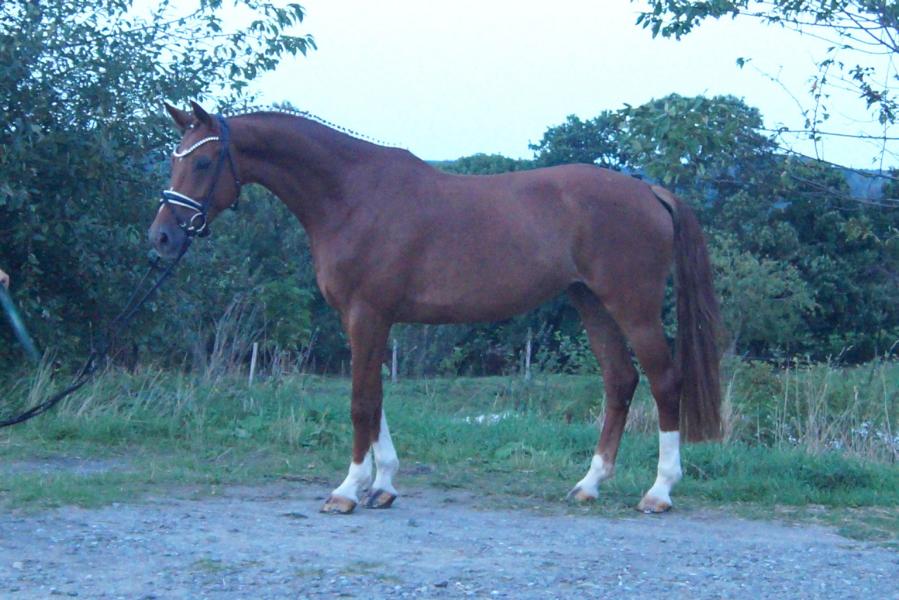 Galeriebild