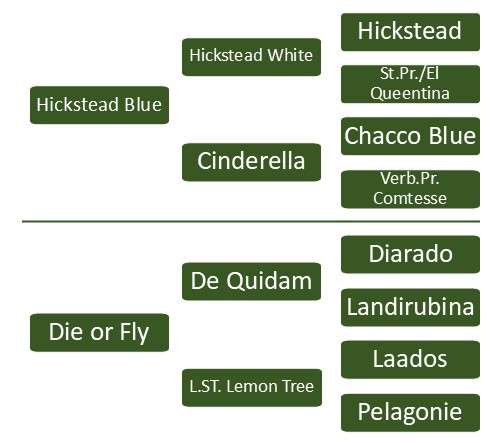 Pedigree